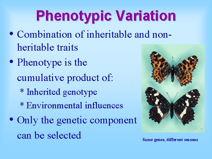 Phenotypic Variation • Combination of inheritable and non • heritable traits Phenotype is the
