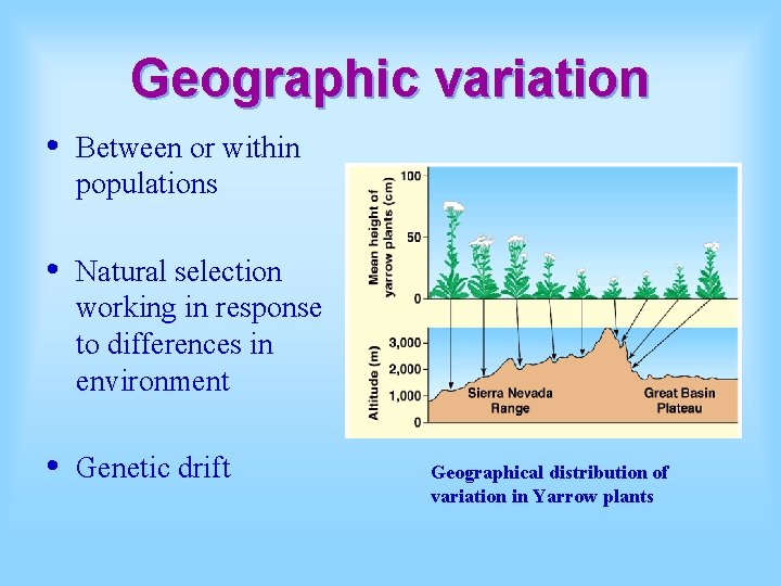 Geographic variation • Between or within populations • Natural selection working in response to