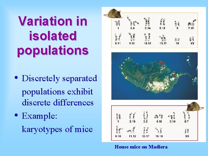 Variation in isolated populations • • Discretely separated populations exhibit discrete differences Example: karyotypes