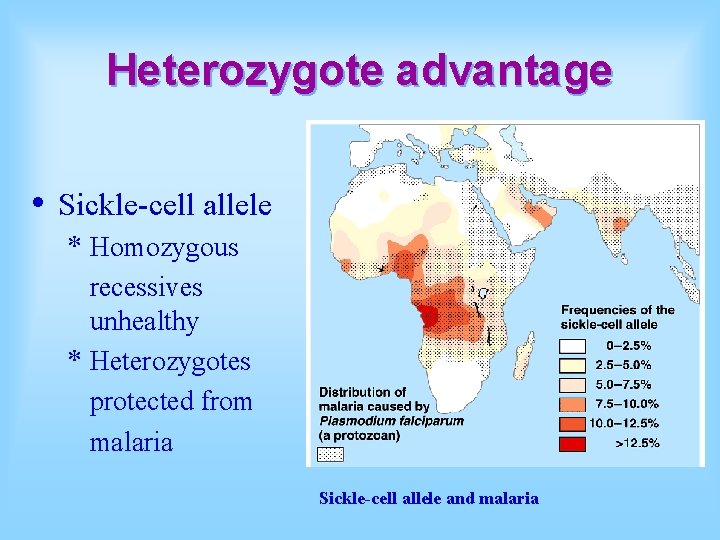 Heterozygote advantage • Sickle-cell allele * Homozygous recessives unhealthy * Heterozygotes protected from malaria