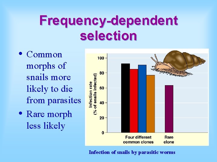 Frequency-dependent selection • • Common morphs of snails more likely to die from parasites