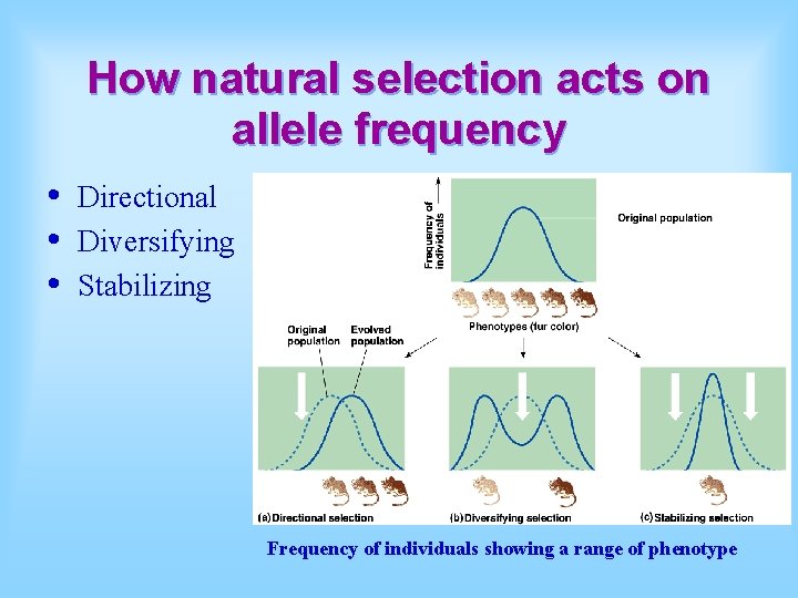 How natural selection acts on allele frequency • • • Directional Diversifying Stabilizing Frequency