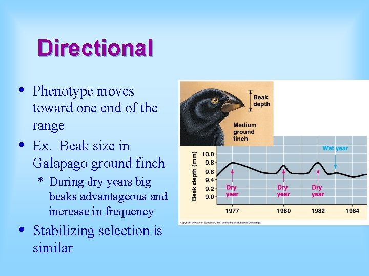 Directional • • Phenotype moves toward one end of the range Ex. Beak size