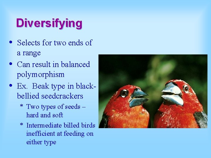 Diversifying • • • Selects for two ends of a range Can result in