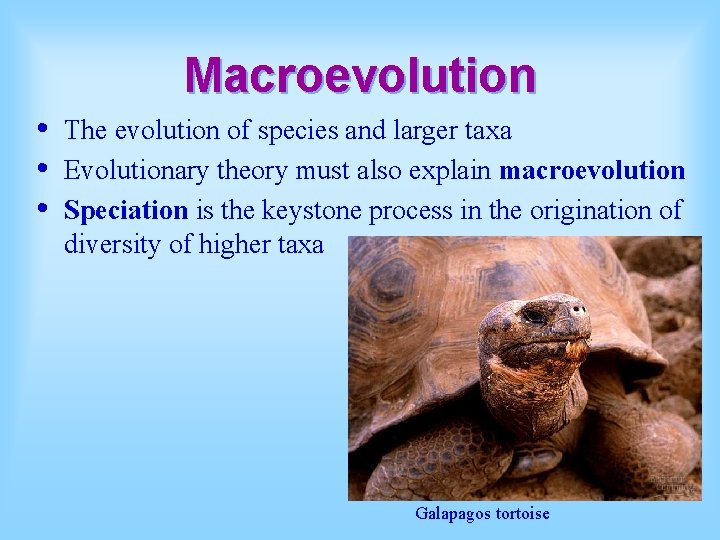 Macroevolution • • • The evolution of species and larger taxa Evolutionary theory must