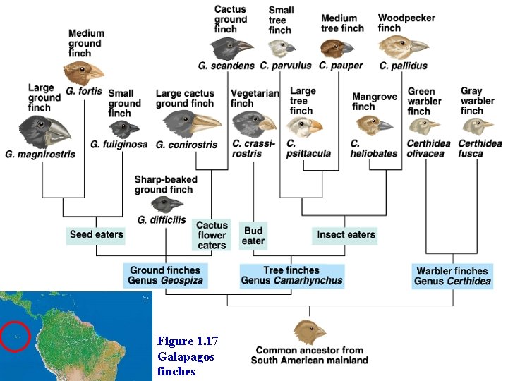 Figure 1. 17 Galapagos finches 
