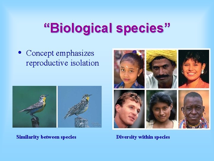 “Biological species” • Concept emphasizes reproductive isolation Similarity between species Diversity within species 