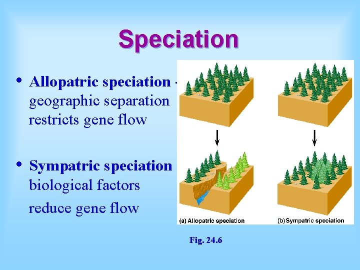 Speciation • Allopatric speciation geographic separation restricts gene flow • Sympatric speciation biological factors