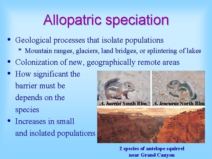 Allopatric speciation • Geological processes that isolate populations * Mountain ranges, glaciers, land bridges,