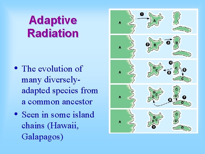 Adaptive Radiation • • The evolution of many diverselyadapted species from a common ancestor
