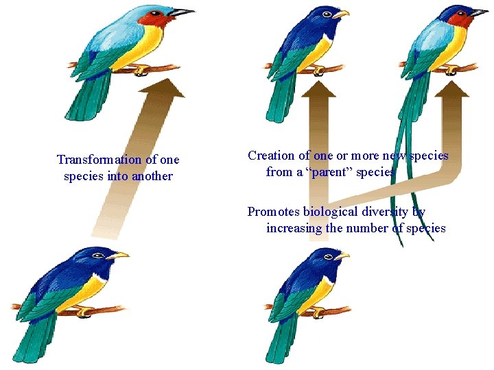 Transformation of one species into another Creation of one or more new species from