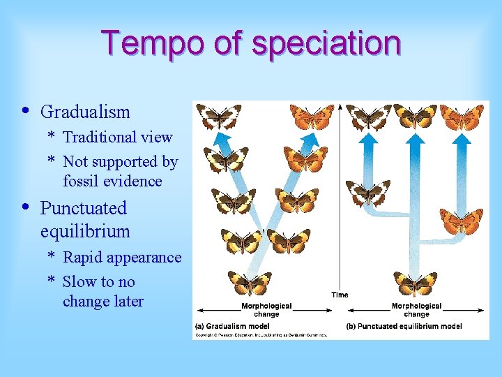 Tempo of speciation • Gradualism * Traditional view * Not supported by fossil evidence