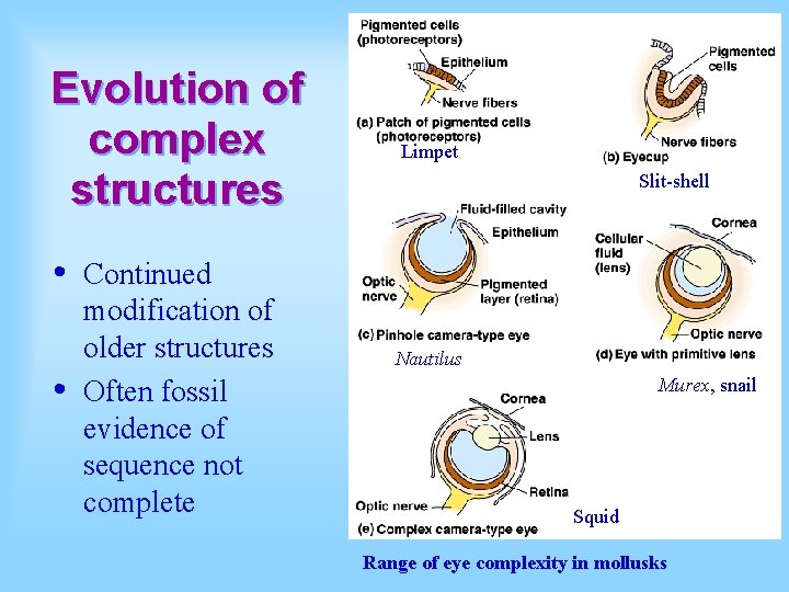 Evolution of complex structures • • Continued modification of older structures Often fossil evidence