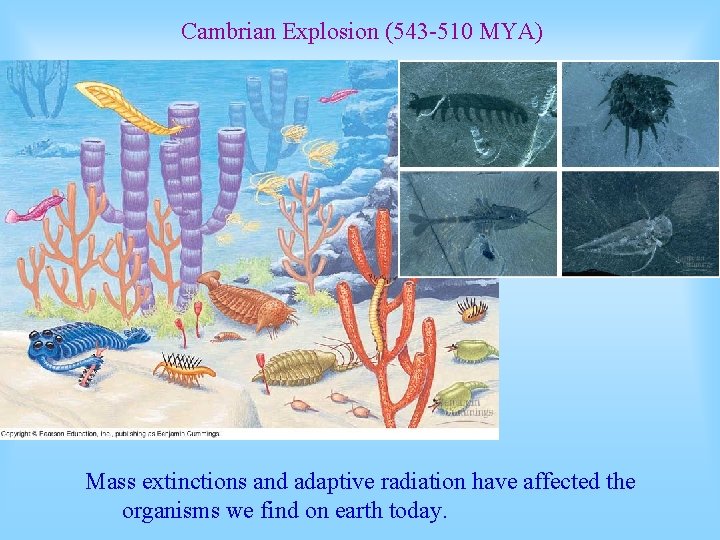 Cambrian Explosion (543 -510 MYA) Mass extinctions and adaptive radiation have affected the organisms