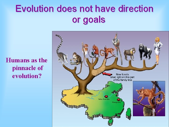 Evolution does not have direction or goals Humans as the pinnacle of evolution? 