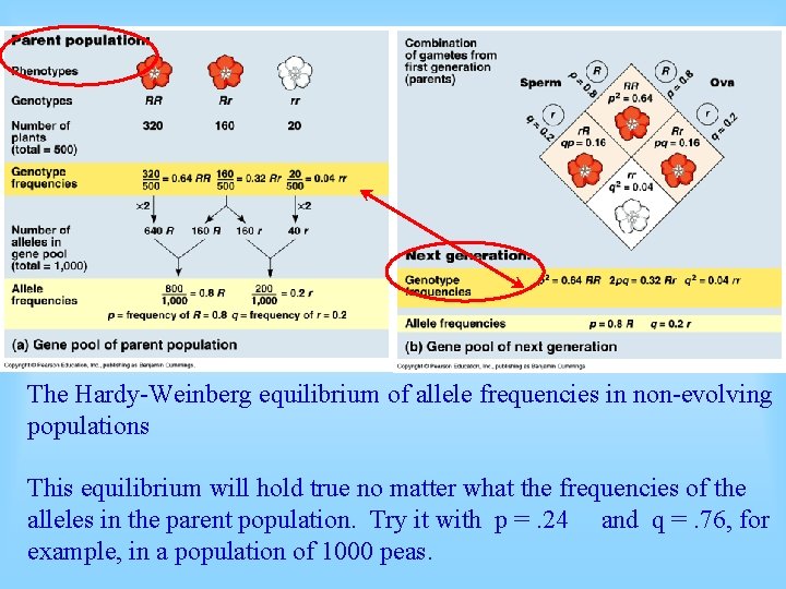 The Hardy-Weinberg equilibrium of allele frequencies in non-evolving populations This equilibrium will hold true