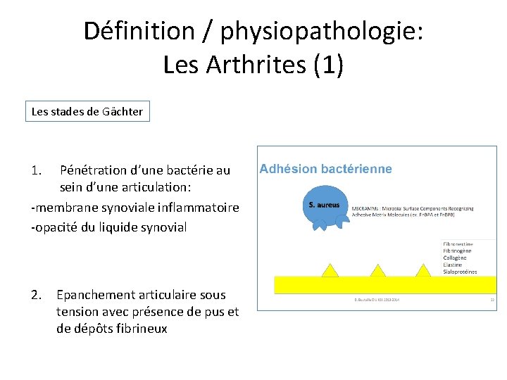 Définition / physiopathologie: Les Arthrites (1) Les stades de Gächter 1. Pénétration d’une bactérie