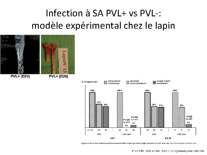 Infection à SA PVL+ vs PVL-: modèle expérimental chez le lapin 