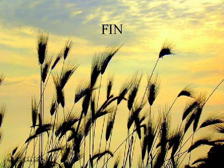 FIN 