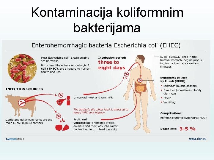 Kontaminacija koliformnim bakterijama 