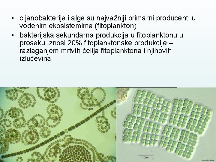  • cijanobakterije i alge su najvažniji primarni producenti u vodenim ekosistemima (fitoplankton) •