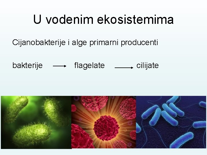 U vodenim ekosistemima Cijanobakterije i alge primarni producenti bakterije flagelate cilijate 
