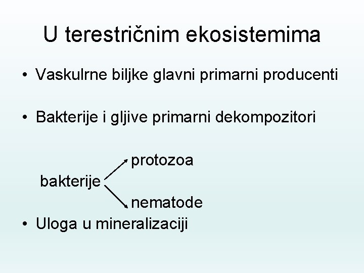 U terestričnim ekosistemima • Vaskulrne biljke glavni primarni producenti • Bakterije i gljive primarni