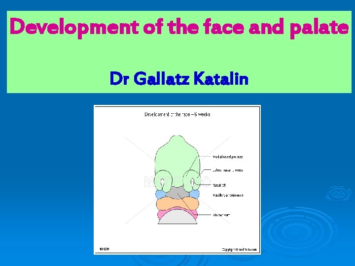 Development of the face and palate Dr Gallatz Katalin 