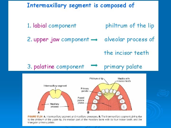 Intermaxillary segment is composed of 1. labial component philtrum of the lip 2. upper