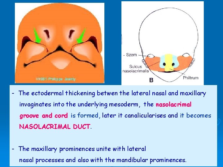 - The ectodermal thickening betwen the lateral nasal and maxillary invaginates into the underlying