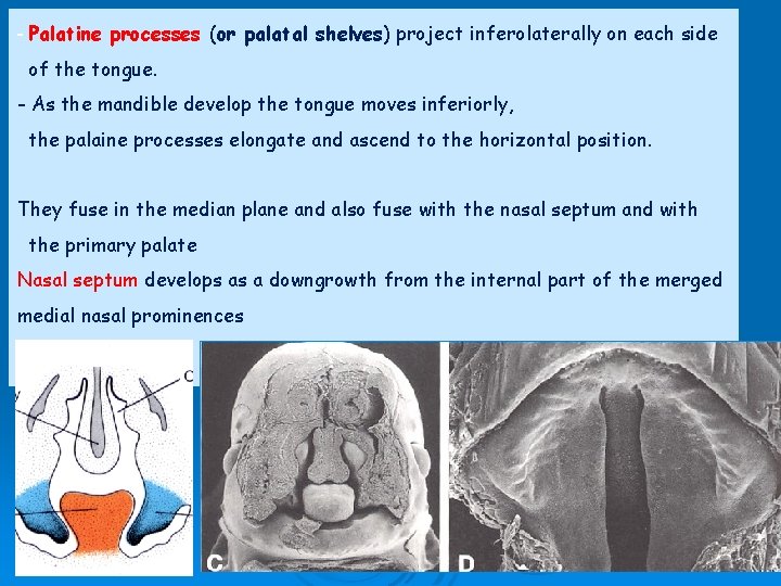 - Palatine processes (or palatal shelves) project inferolaterally on each side of the tongue.