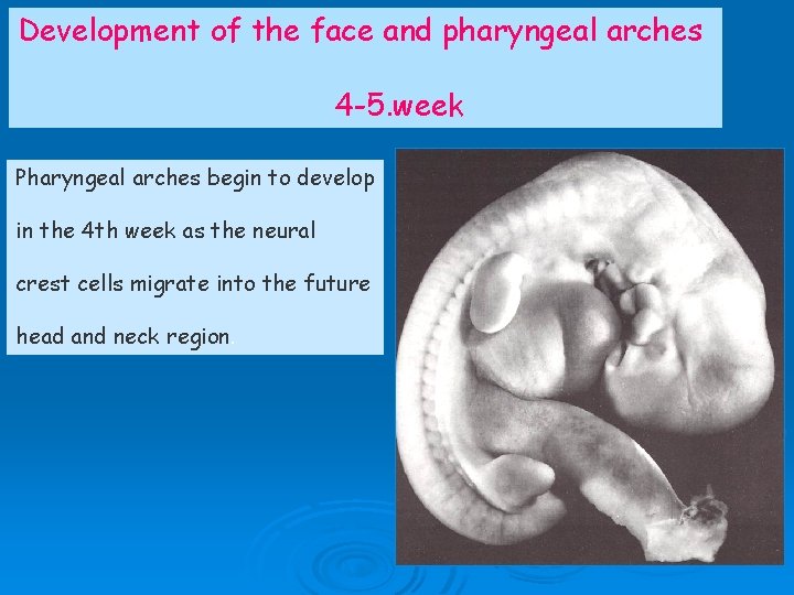 Development of the face and pharyngeal arches 4 -5. week Pharyngeal arches begin to