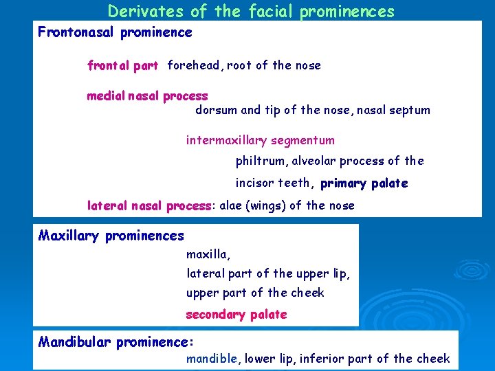 Derivates of the facial prominences Frontonasal prominence frontal part: forehead, root of the nose