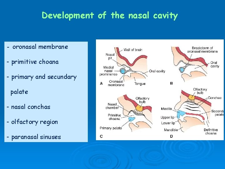 Development of the nasal cavity - oronasal membrane - primitive choana - primary and