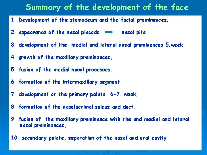 Summary of the development of the face 1. Development of the stomodeum and the