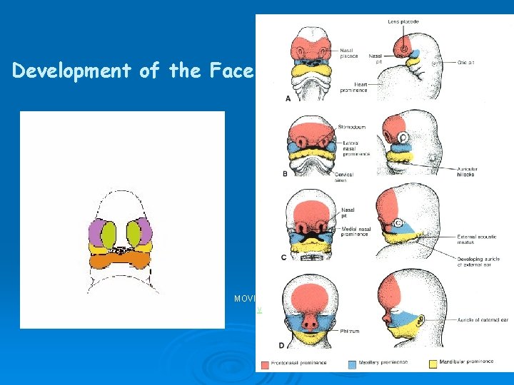 Development of the Face MOVIE v 