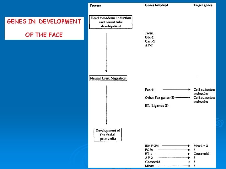 GENES IN DEVELOPMENT OF THE FACE 