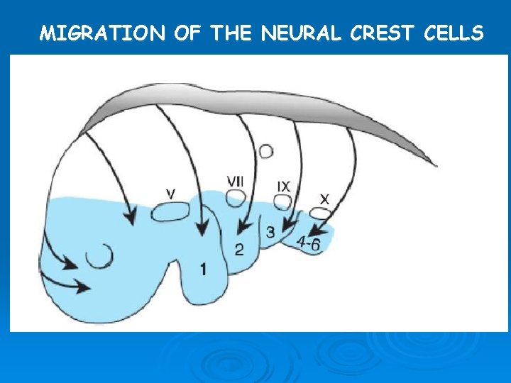 MIGRATION OF THE NEURAL CREST CELLS MIGRATION OF THE NEURAL CREST CELLS