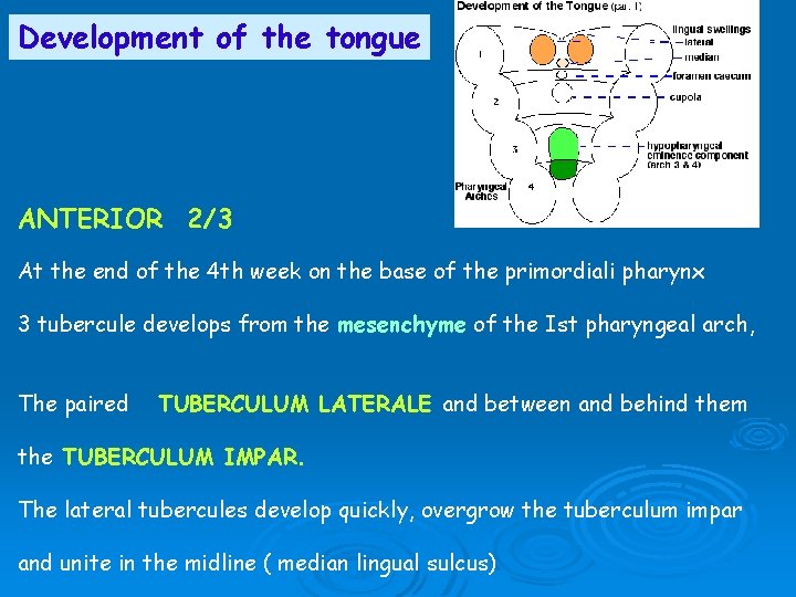 Development of the tongue ANTERIOR 2/3 At the end of the 4 th week