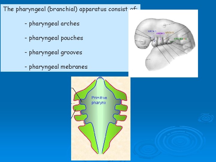 The pharyngeal (branchial) apparatus consist of: - pharyngeal arches - pharyngeal pouches - pharyngeal