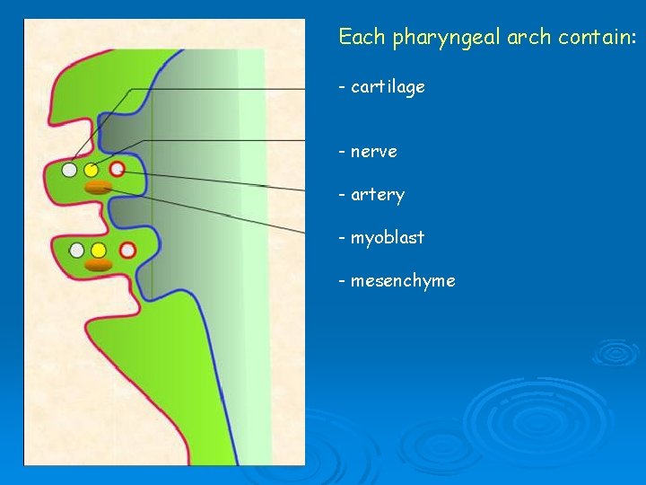 Each pharyngeal arch contain: - cartilage - nerve - artery - myoblast - mesenchyme