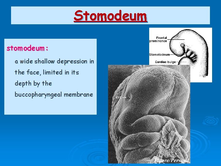 Stomodeum stomodeum: a wide shallow depression in the face, limited in its depth by