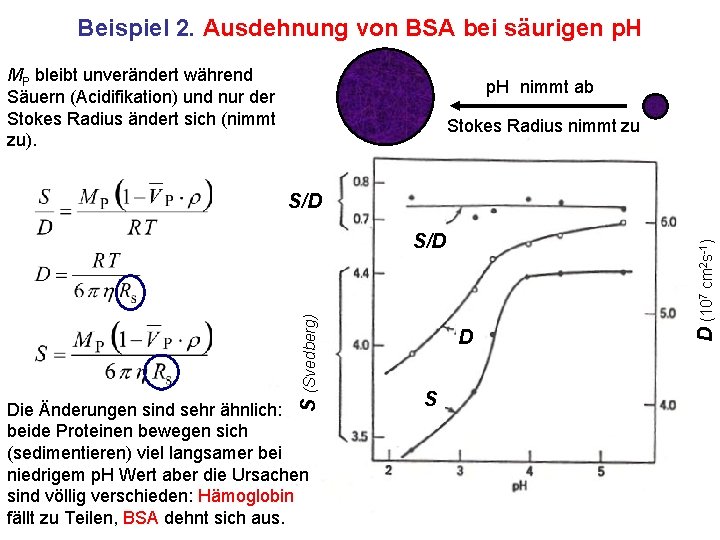 Beispiel 2. Ausdehnung von BSA bei säurigen p. H MP bleibt unverändert während Säuern