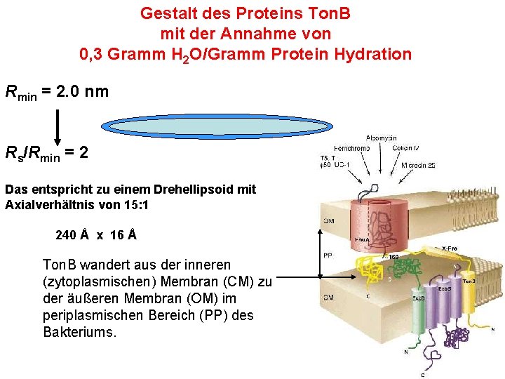 Gestalt des Proteins Ton. B mit der Annahme von 0, 3 Gramm H 2