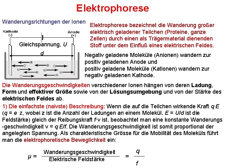 Elektrophorese Wanderungsrichtungen der Ionen Gleichspannung, U d Elektrophorese bezeichnet die Wanderung großer elektrisch geladener