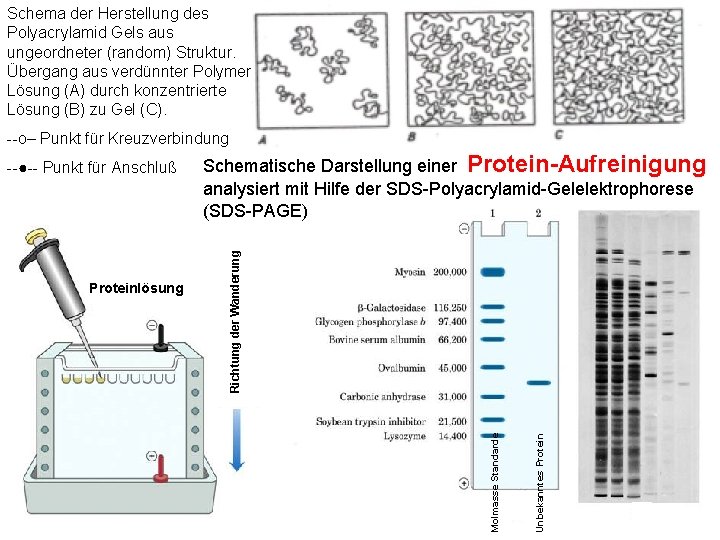 Schema der Herstellung des Polyacrylamid Gels aus ungeordneter (random) Struktur. Übergang aus verdünnter Polymer