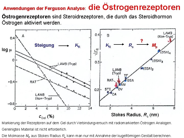 Anwendungen der Ferguson Analyse: die Östrogenrezeptoren log μ Steigung c. Gel (%) KR √KR