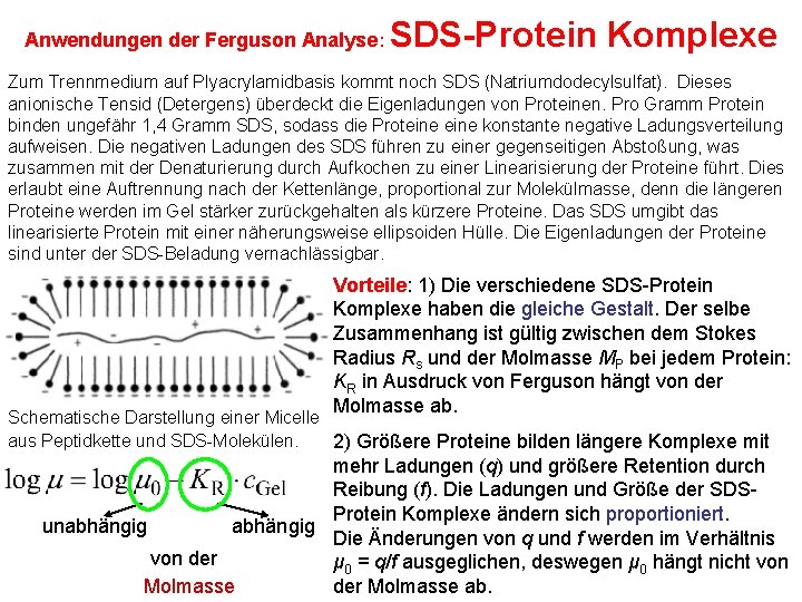 Anwendungen der Ferguson Analyse: SDS-Protein Komplexe Zum Trennmedium auf Plyacrylamidbasis kommt noch SDS (Natriumdodecylsulfat).