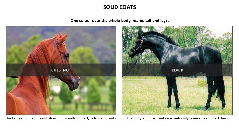 SOLID COATS One colour over the whole body, mane, tail and legs. CHESTNUT BLACK