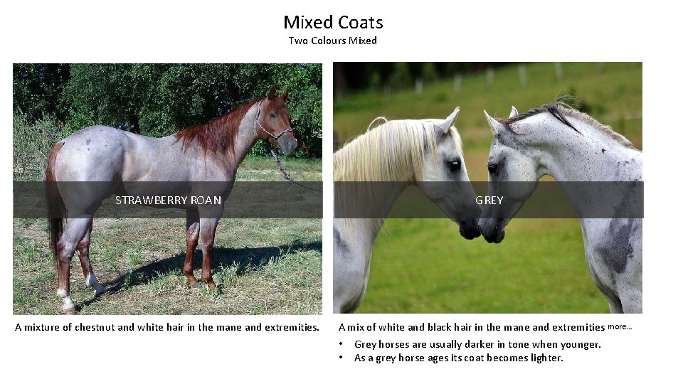 Mixed Coats Two Colours Mixed GREY STRAWBERRY ROAN A mixture of chestnut and white